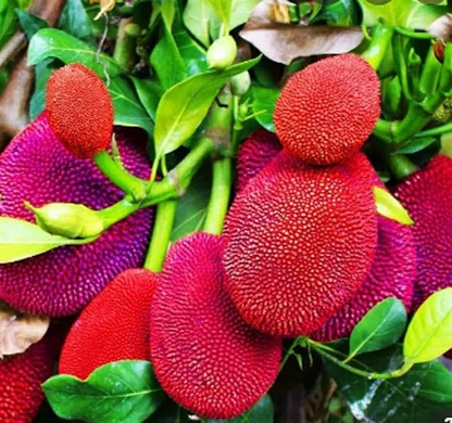 Expensive Red Jackfruit Plant & Tree For Garden (1.5-3.5 Ft Height) Pack Of 1