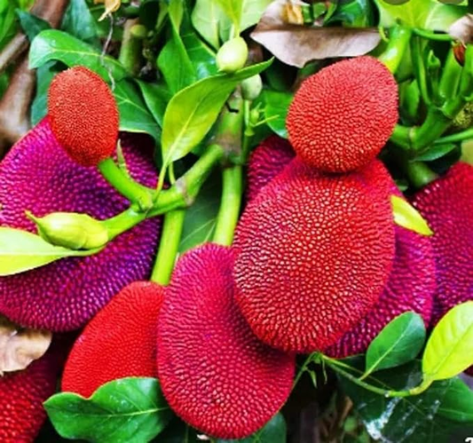 Expensive Red Jackfruit Plant & Tree For Garden (1.5-3.5 Ft Height) Pack Of 1