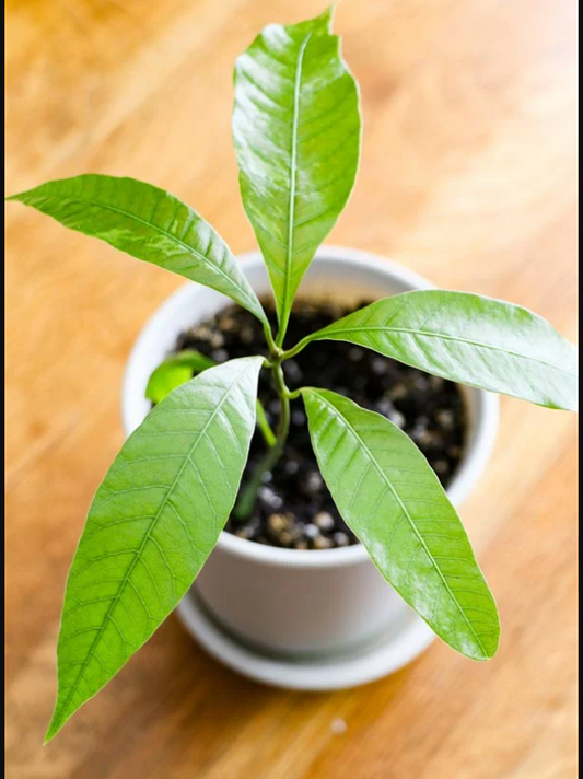 Thai King Long Banana Mango Hybrid Grafted Plant