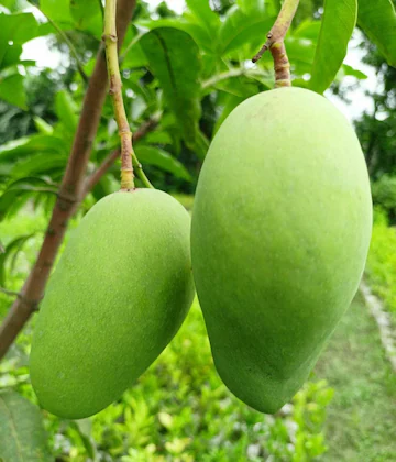 Thailand Mango Plant