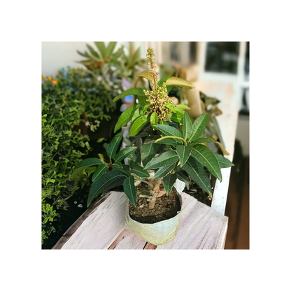 All Time Mango Plant (Grafted) Live Plant || Baramasi Mango Plant (Grafted) Plant || Alive All Time Mango Plant || Thai Alltime Mango Plant (Hybrid, Pack Of 1)