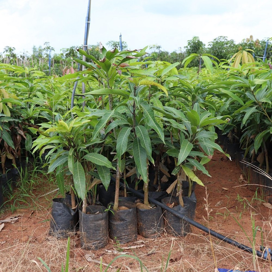 Thailand Mango Plant