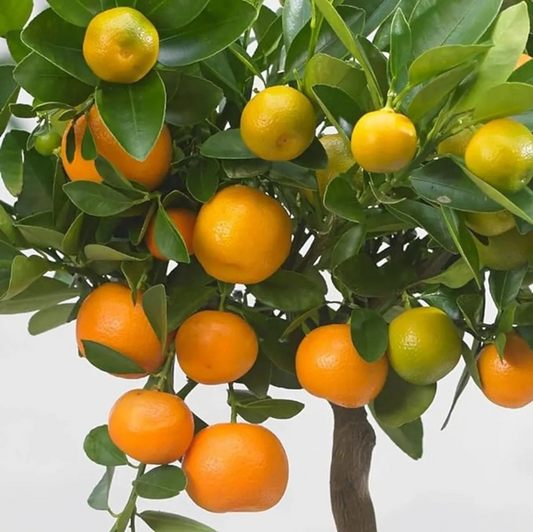 Nagpur Mandarin All Time Orange Santra Grafted Fruit Plant (1.5-2 Feet Height)