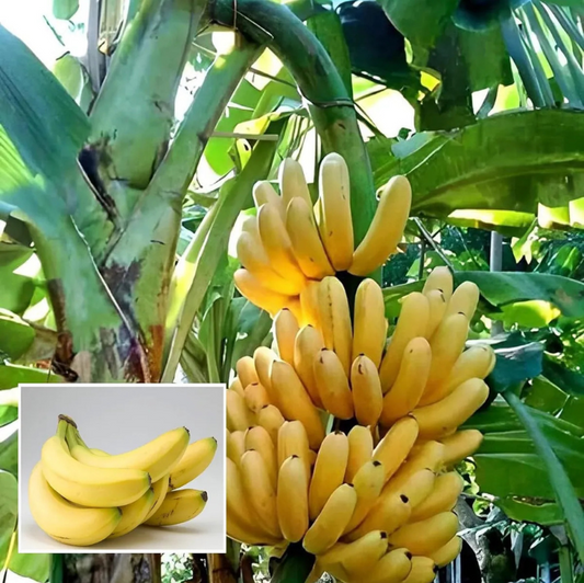 G-9 Banana Tissue Caltured Fruit Fruit Plant (1.5-2 Feet Height)