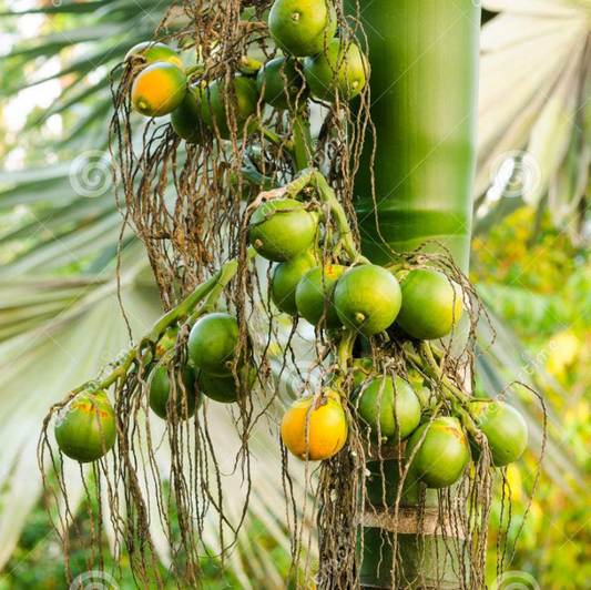 Assam Pati Arecanut Betel Nut Supari Hybrid Dwarf Fruit Plant (1.5-3 Feet Height)