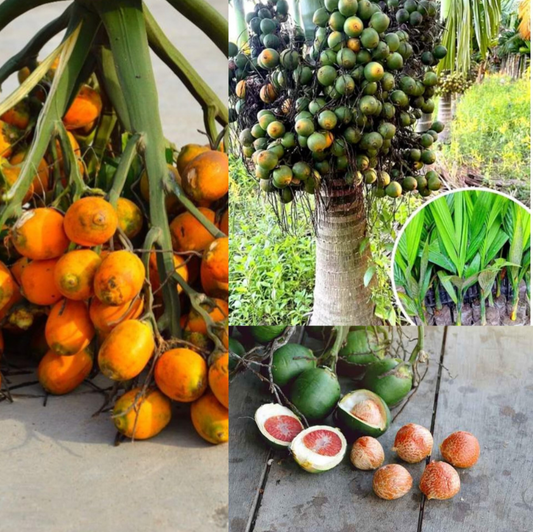 Vietnam Betel Nut (Supari) Dwarf Variety Plant