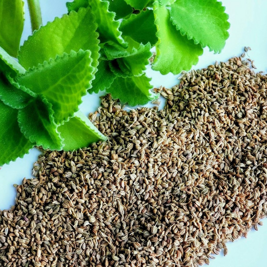 Ajwain Plant