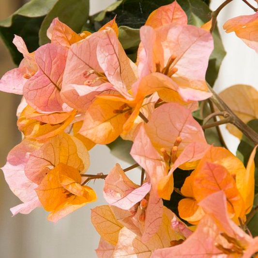 Peach Colour Bougainvillea Kagoj Ful Shrubs Flower Plant (1-2 Feet Height)