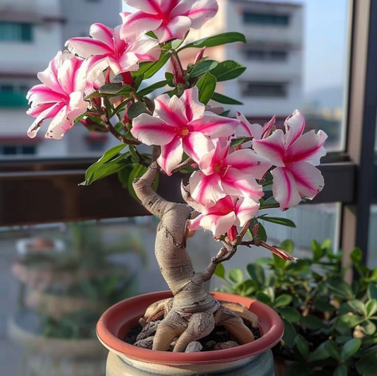 Desert Rose Adenium Plant