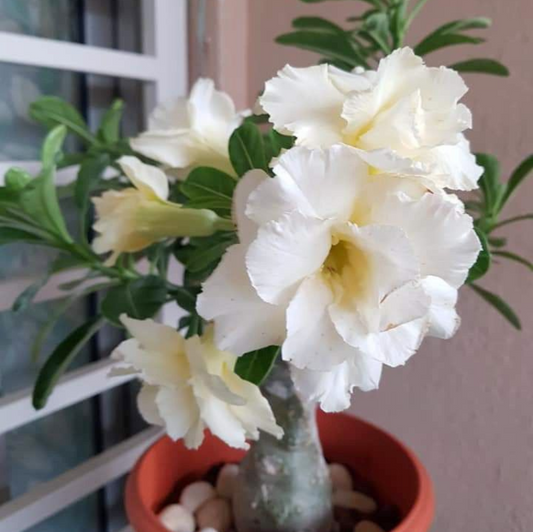 White Adenium Plant