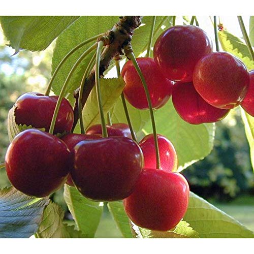 Red Japanese Sweet Cherry Dwarf Varieties Airleding Fruit Plant For Home & Garden