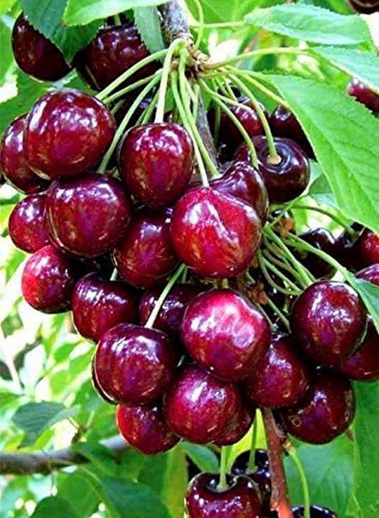 Red Japanese Sweet Cherry Dwarf Varieties Airleding Fruit Plant For Home & Garden