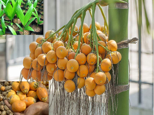 Vietnam Betel Nut (Supari) Dwarf Variety Plant