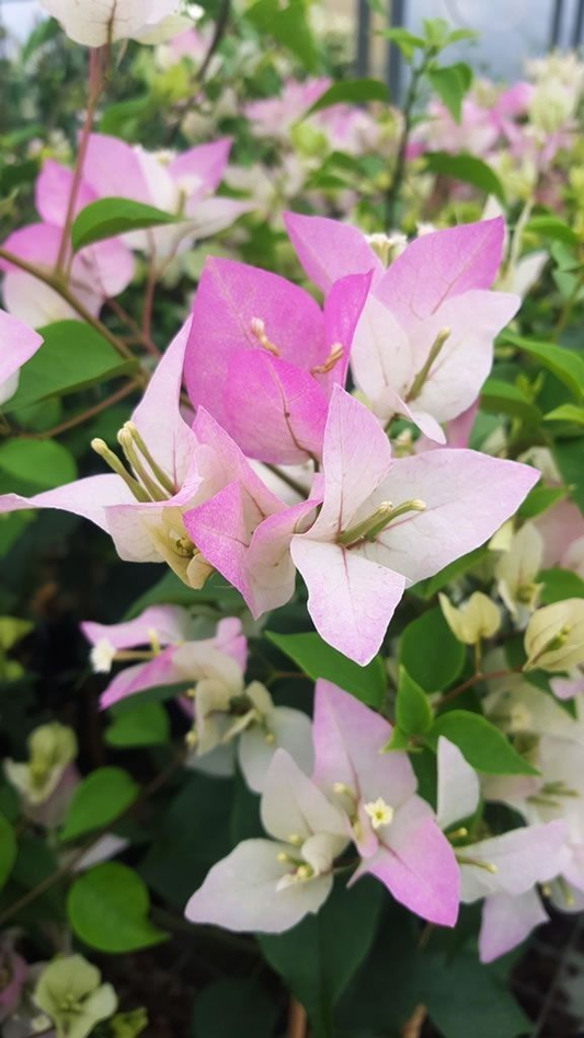 White-Pink Bougainvillea Flower Plant