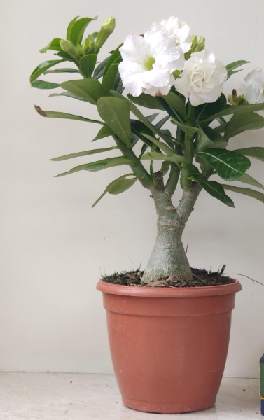 White Adenium Plant