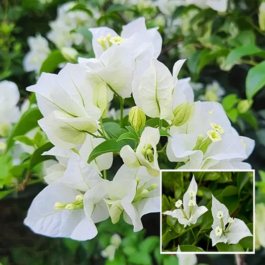 White Bougainvillea Flower Plant