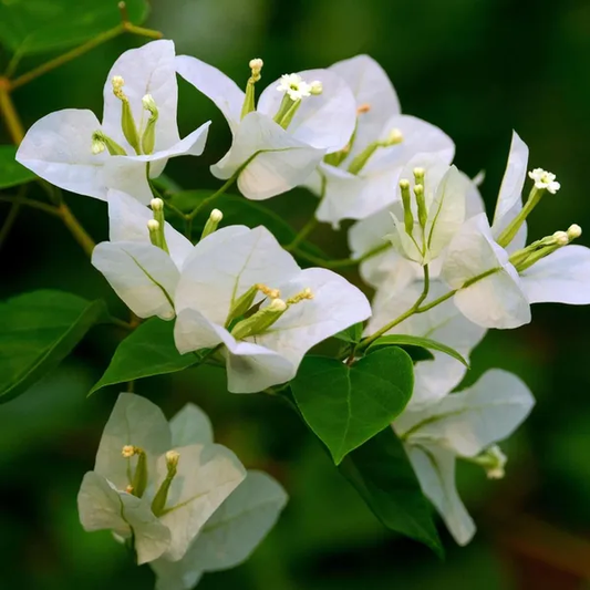 White Bougainvillea Flower Plant