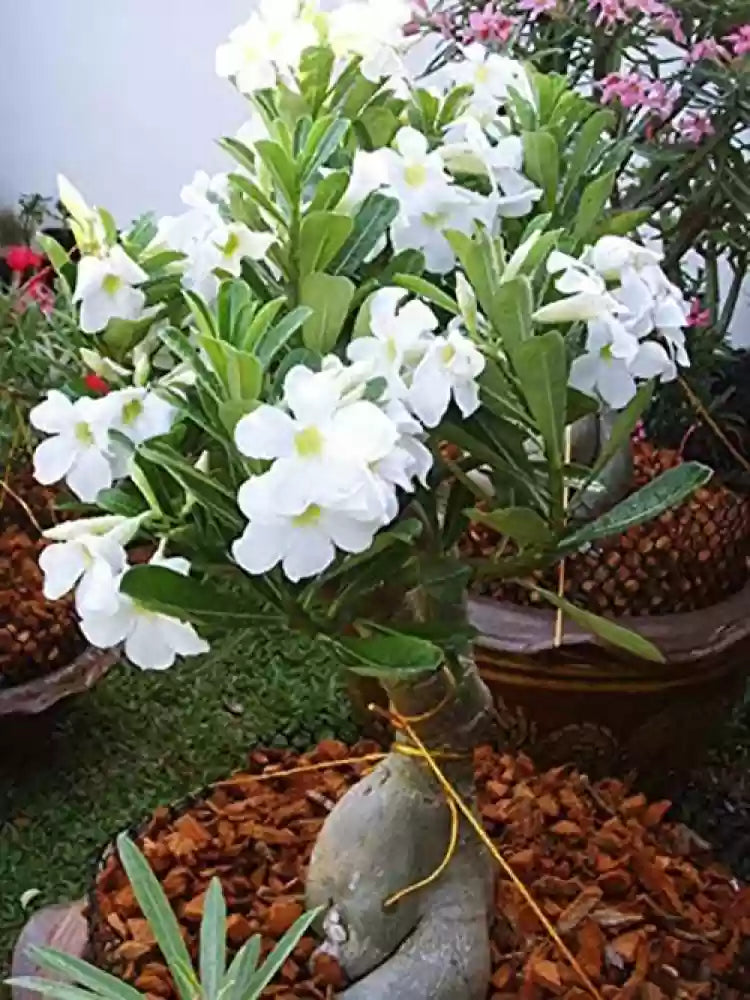 White Adenium Plant For Home & Garden