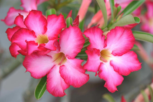 Pink Arabicum Adenium Plant For Home & Garden