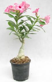 Pink Arabicum Adenium Plant For Home & Garden