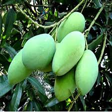 Thai All Time Mango Hybrid Grafted Plant For Home & Garden