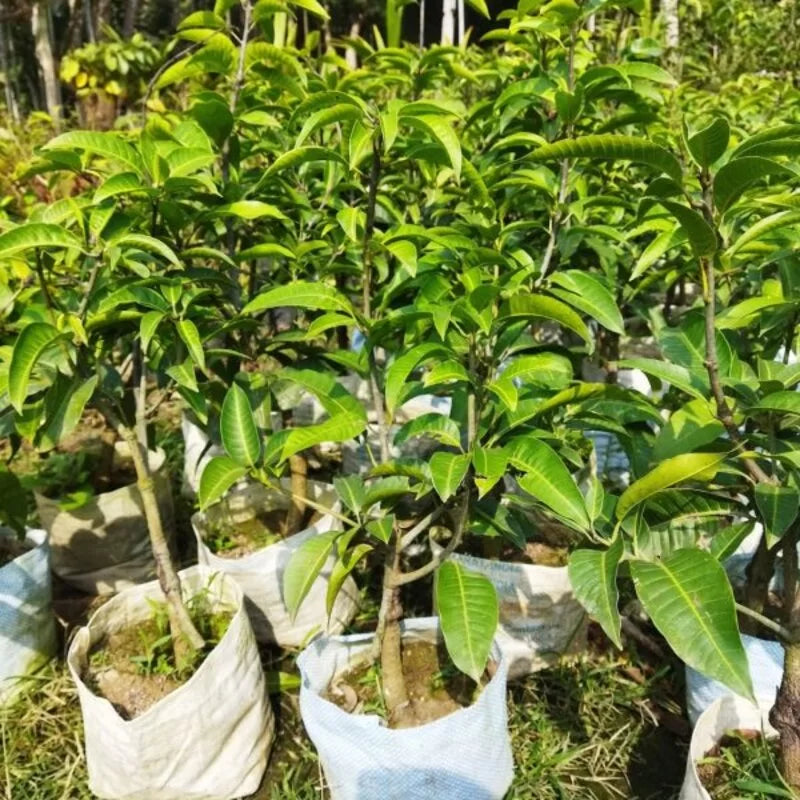 Thai All Time Mango Hybrid Grafted Plant For Home & Garden