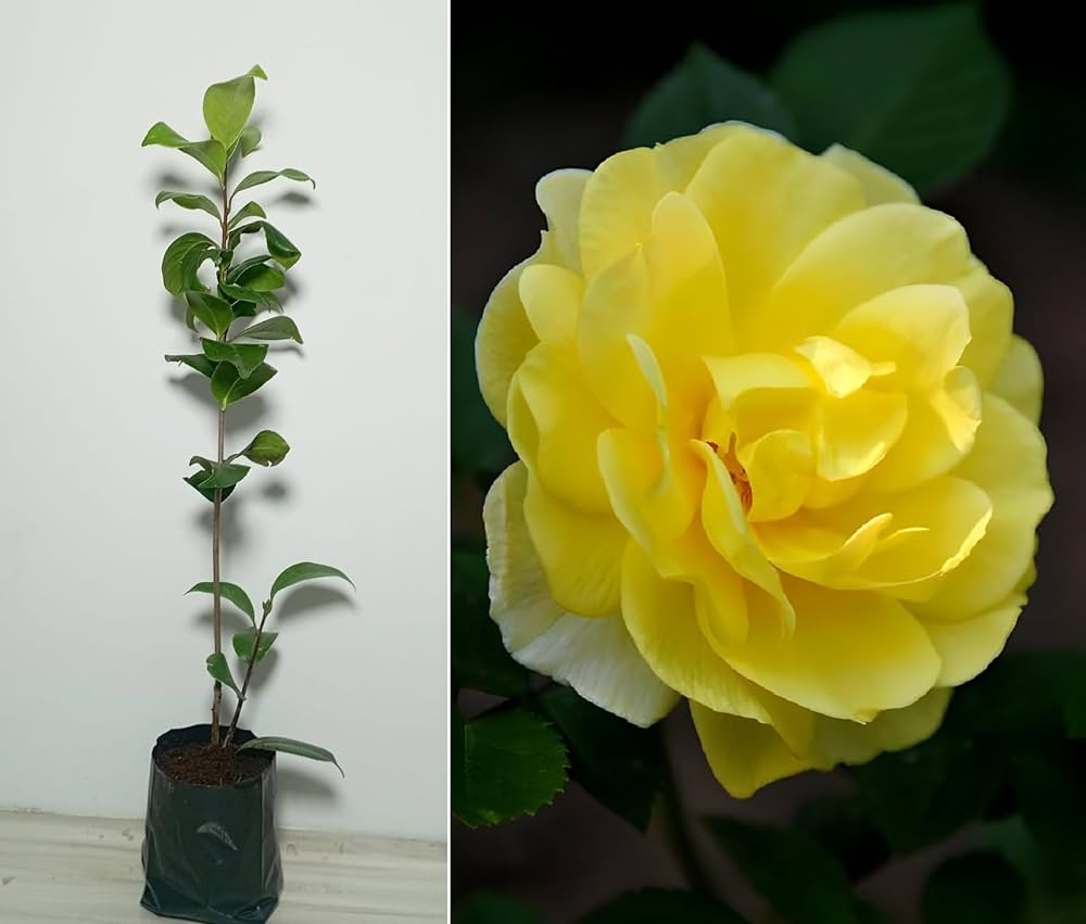 Yellow Camellia Plant For Home & Garden