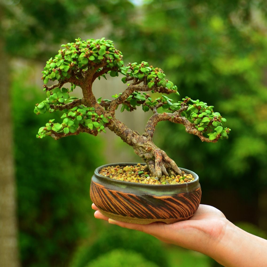 Jade Bonsai Plant For Home And Garden