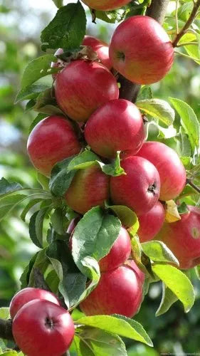 Red Hot Climate Hr - 99 Apple Hybrid Grafted Plant For Home & Garden