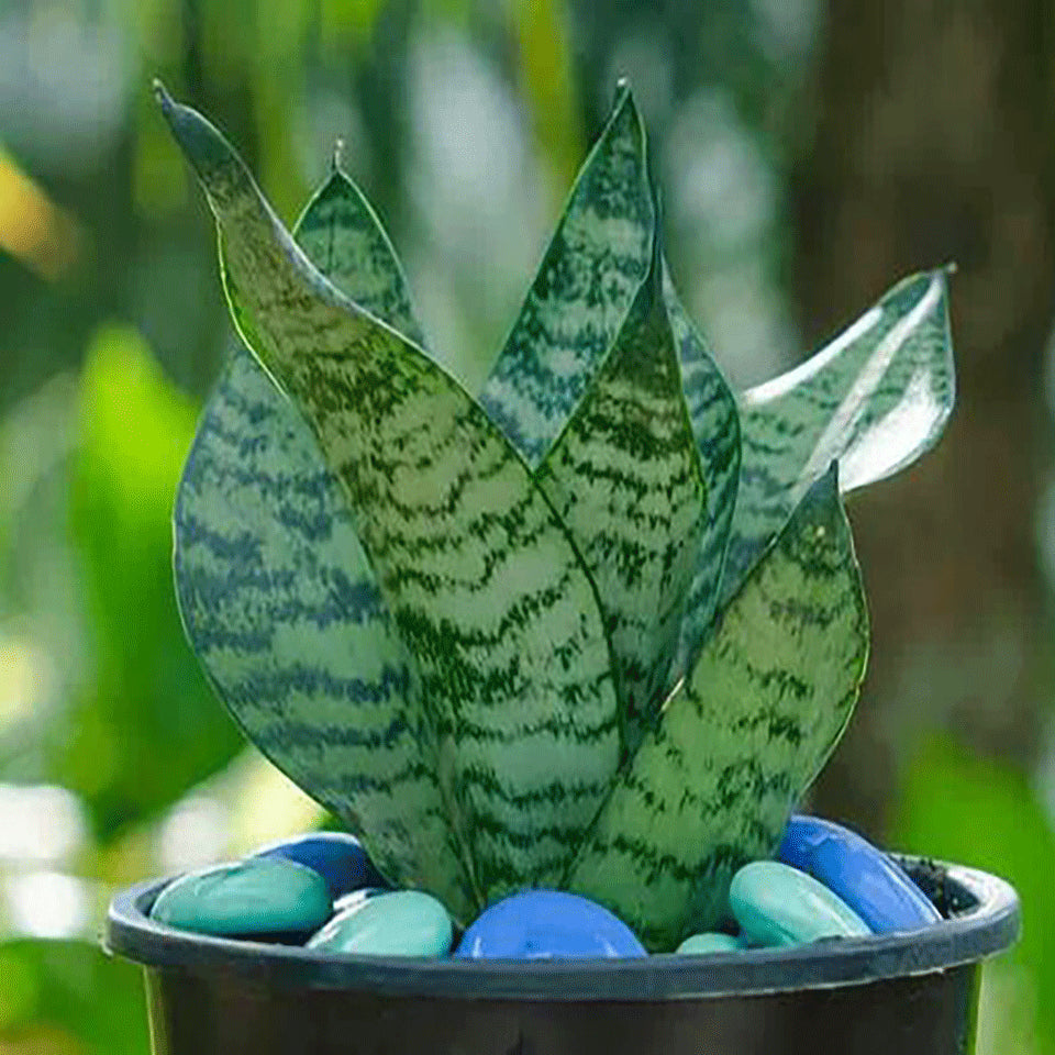 Snake Plant For Home & Garden