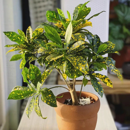 Gold Dust Croton Plant For Home & Garden