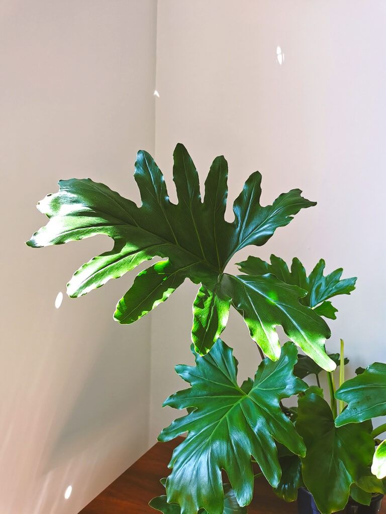 Philodendron Selloum Plant For Home & Garden