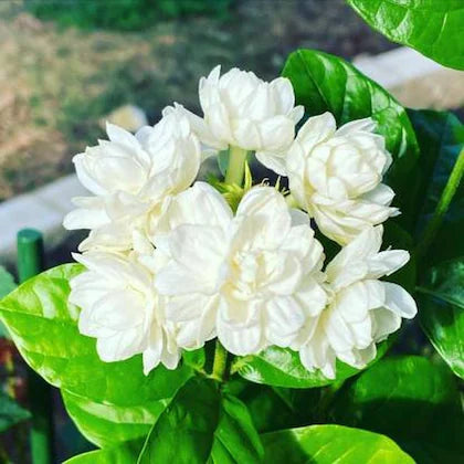 White Arabian Jasmine Hybrid Flower Plant For Home & Garden