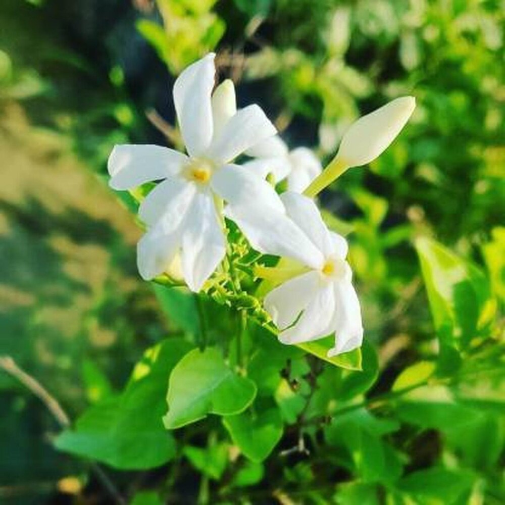 White Arabian Jasmine Hybrid Flower Plant For Home & Garden