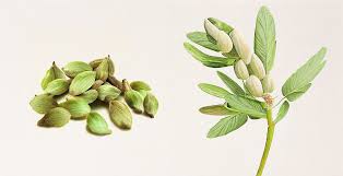 Cardamom Spice Plant For Home & Garden