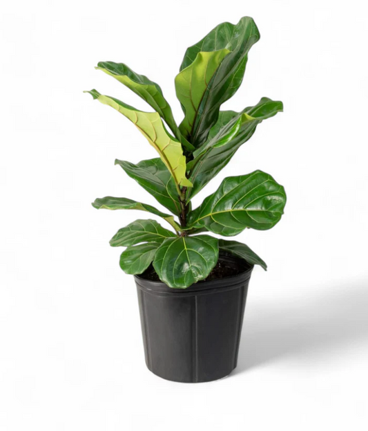 Fiddle Leaf Fig Plant With Self Watering Pot