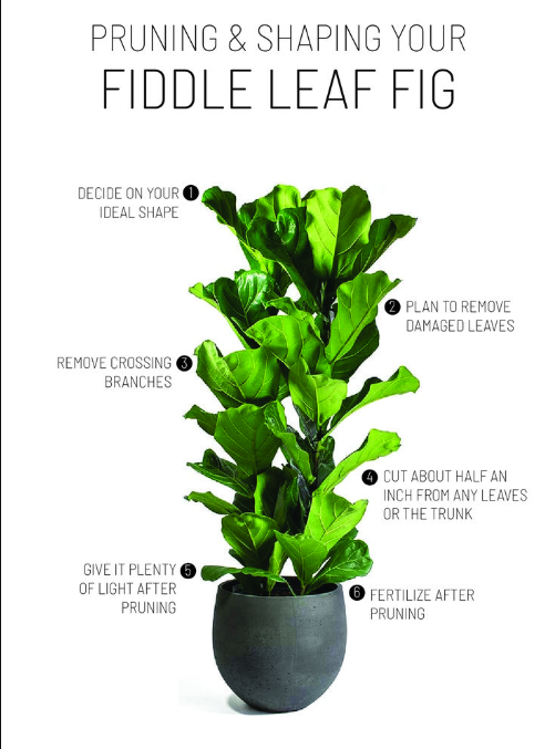Fiddle Leaf Fig Plant With Self Watering Pot