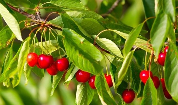 Red Japanese Sweet Cherry Airleding Fruit Plant For Home & Garden