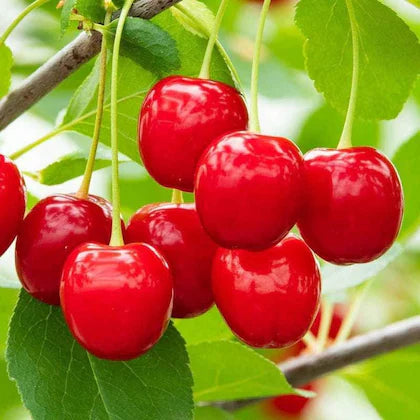 Red Japanese Sweet Cherry Airleding Fruit Plant For Home & Garden