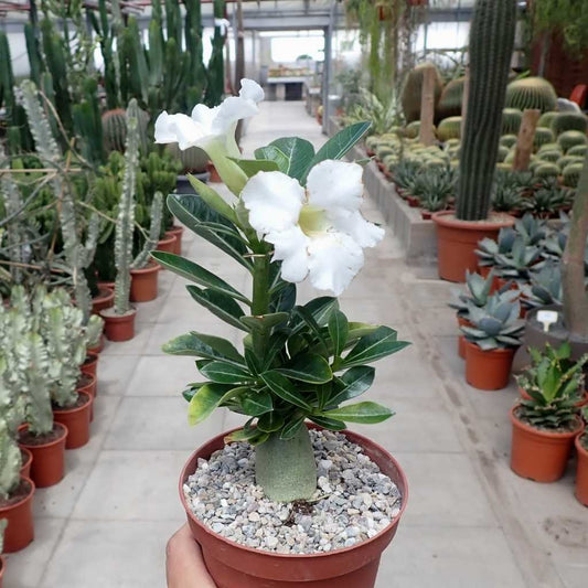 White Adenium Plant For Home & Garden