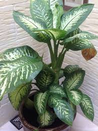 Dieffenbachia Plant For Home &  Garden