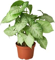 Syngonium Plants For Home & Garden