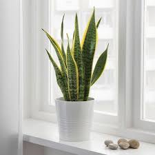 Sansevierias Plant For Home & Garden