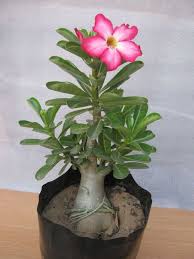 Pink Adenium Bonsai plant