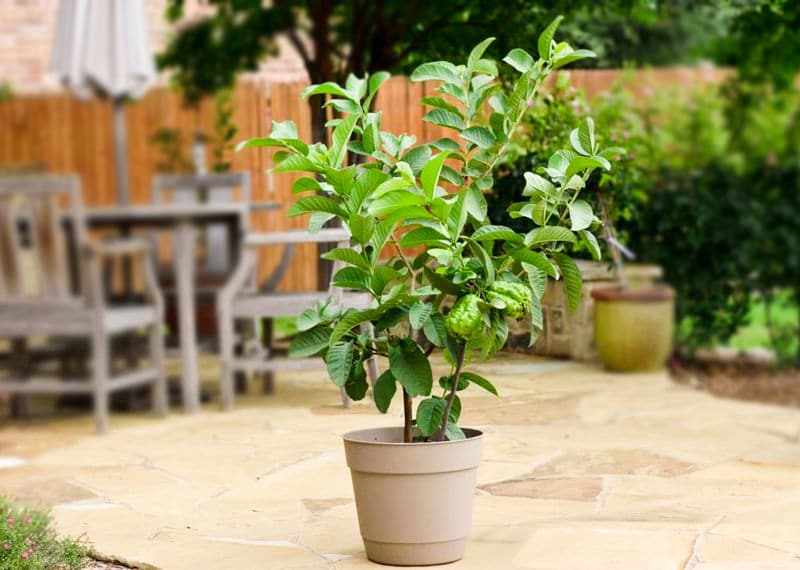 Hybrid Baraipur Guava Plant For Home & Garden