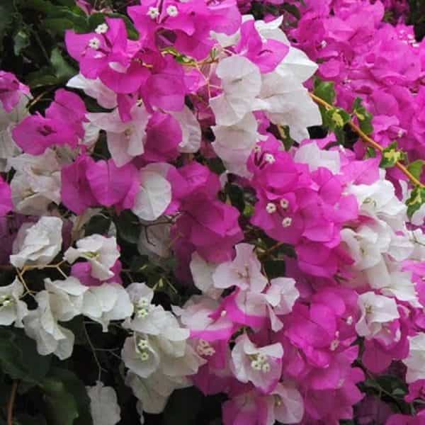 White-Pink Bougainvillea Flower Plant For Home & Garden