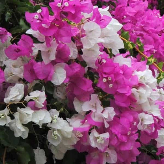 White-Pink Bougainvillea Flower Plant For Home & Garden