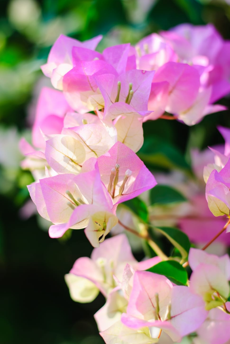 White-Pink Bougainvillea Flower Plant For Home & Garden