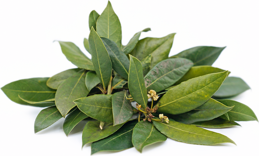 Bay Leaf Plant For Home & Garden