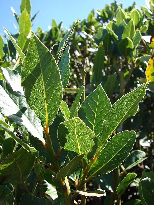 Bay Leaf Plant For Home & Garden